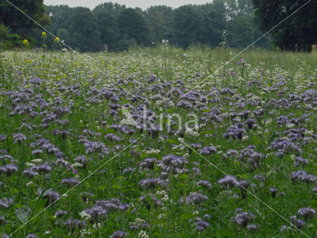 agriculture field