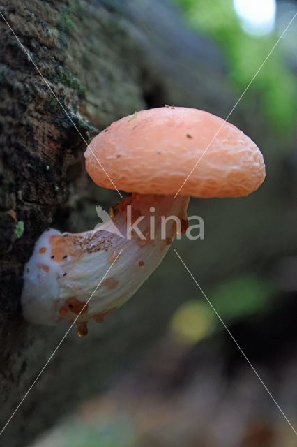 Zalmzwam (Rhodotus palmatus)