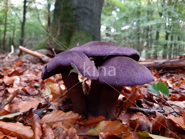 Violette gordijnzwam (Cortinarius violaceus)