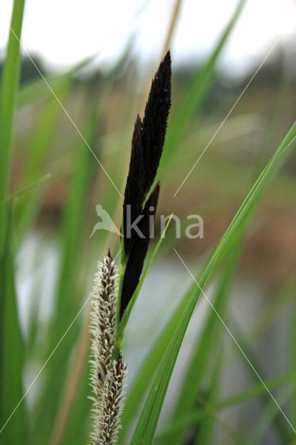 Greater Pond-sedge (Carex riparia)