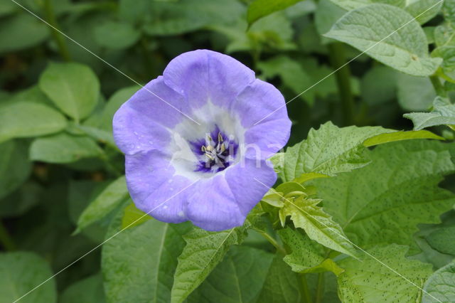 Apple-of-Peru (Nicandra physalodes)