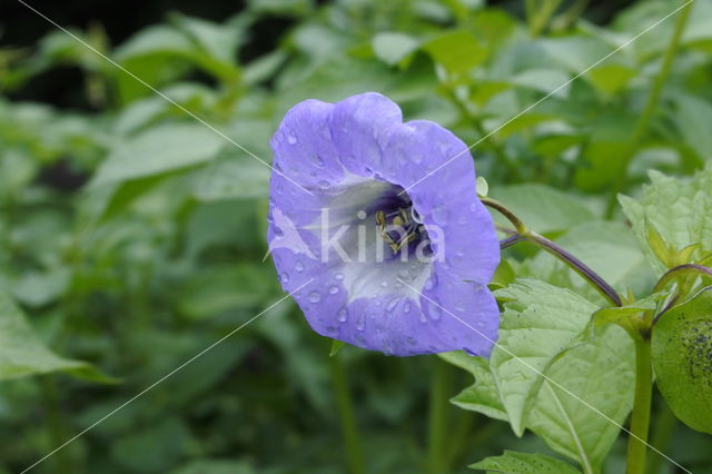 Apple-of-Peru (Nicandra physalodes)