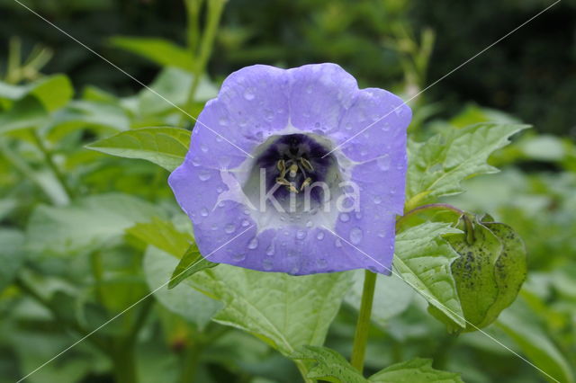 Zegekruid (Nicandra physalodes)