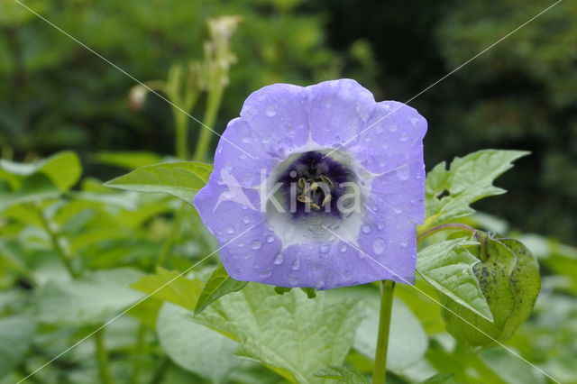 Apple-of-Peru (Nicandra physalodes)