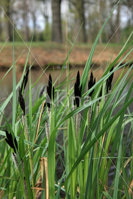 Oeverzegge (Carex riparia)