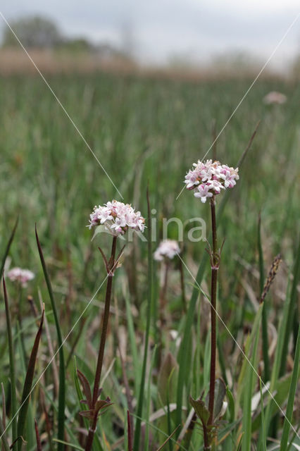 Marsh Valerian (Valeriana dioica)