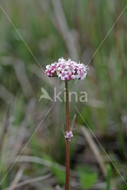 Marsh Valerian (Valeriana dioica)