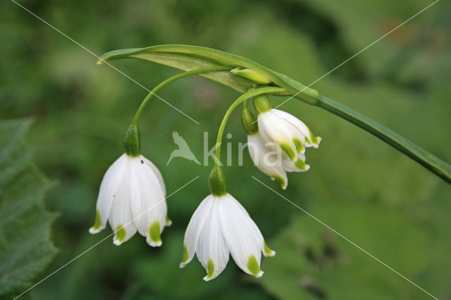 Lenteklokje (Leucojum vernum)