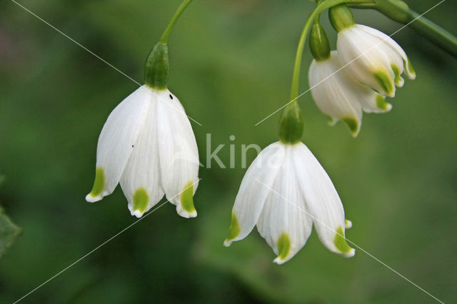 Lenteklokje (Leucojum vernum)