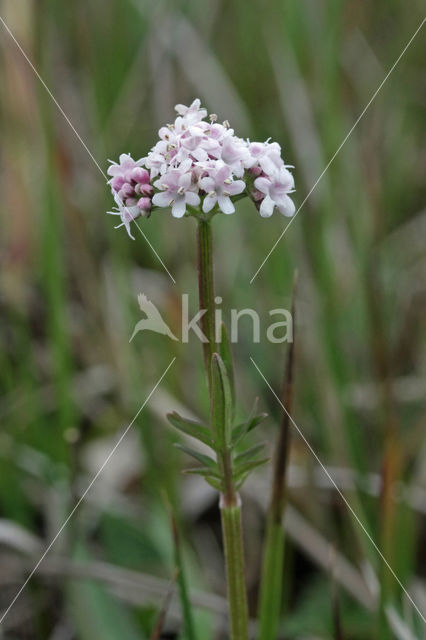 Marsh Valerian (Valeriana dioica)