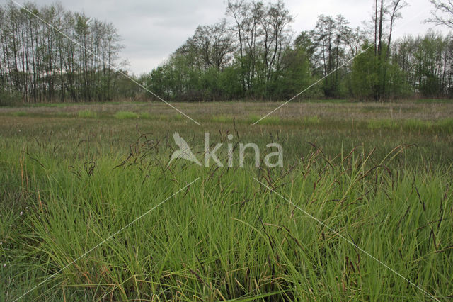 Paardenhaarzegge (Carex appropinquata)