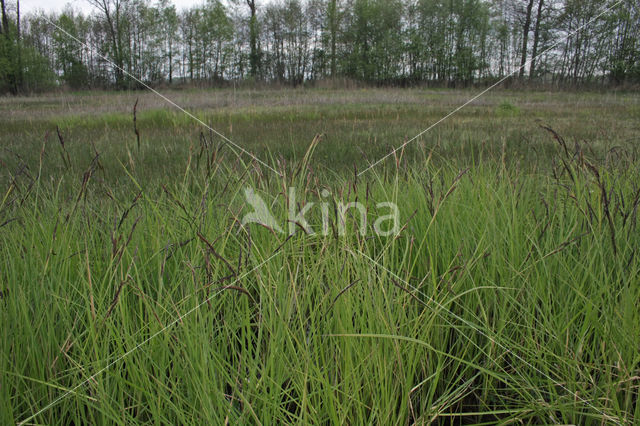 Paardenhaarzegge (Carex appropinquata)