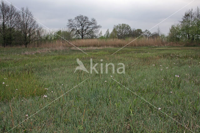 Paardenhaarzegge (Carex appropinquata)