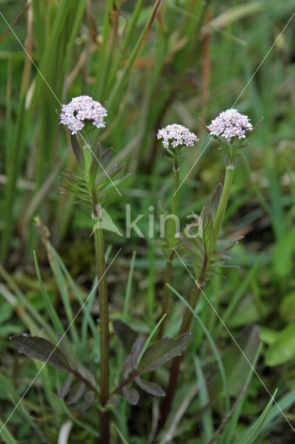 Marsh Valerian (Valeriana dioica)