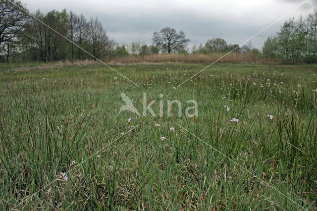 Paardenhaarzegge (Carex appropinquata)