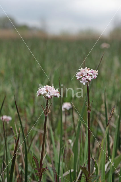 Marsh Valerian (Valeriana dioica)