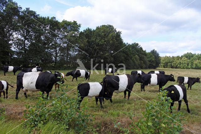 Dutch Belted Cow