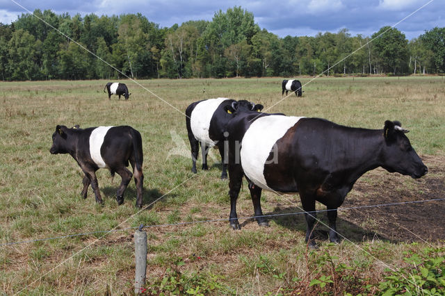 Dutch Belted Cow