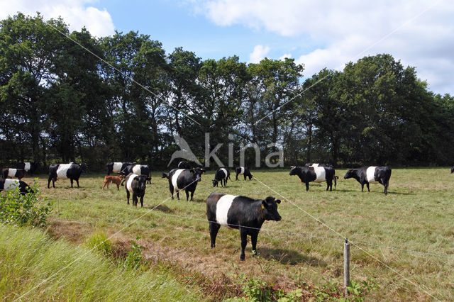 Dutch Belted Cow