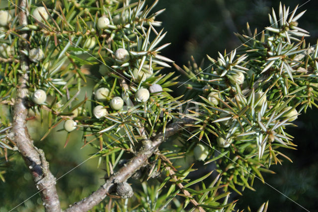 Jeneverbes (Juniperus communis)