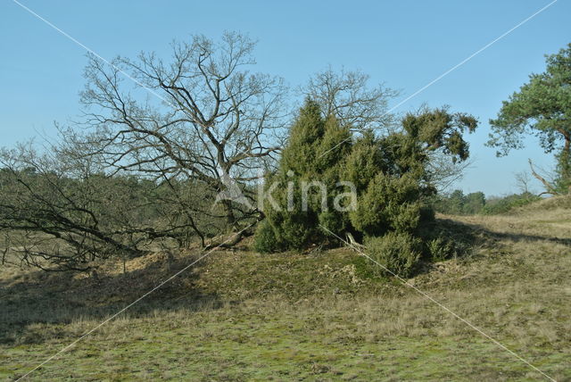 common juniper (Juniperus communis)