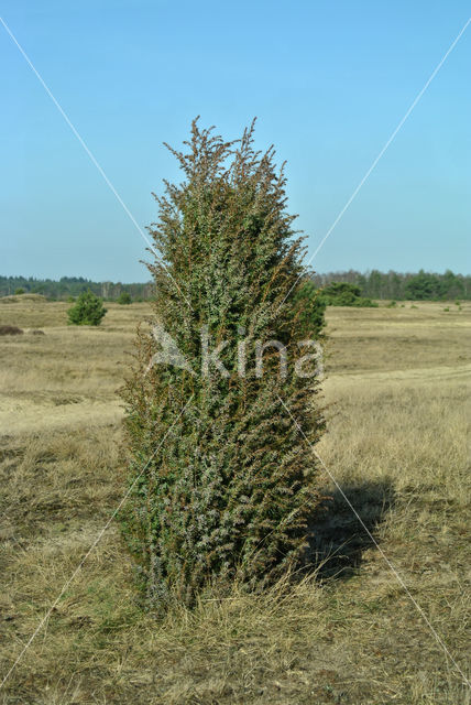 common juniper (Juniperus communis)