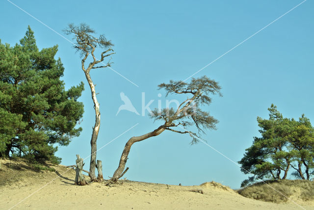 Grove den (Pinus sylvestris)