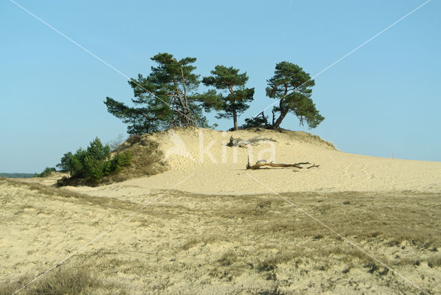 Grove den (Pinus sylvestris)