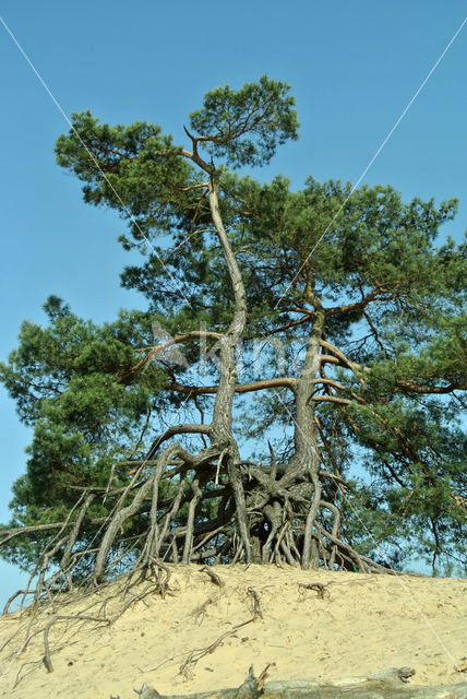 Grove den (Pinus sylvestris)