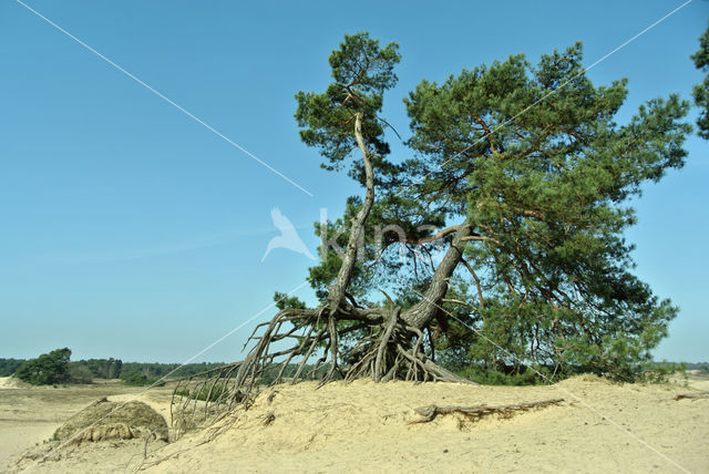 Grove den (Pinus sylvestris)