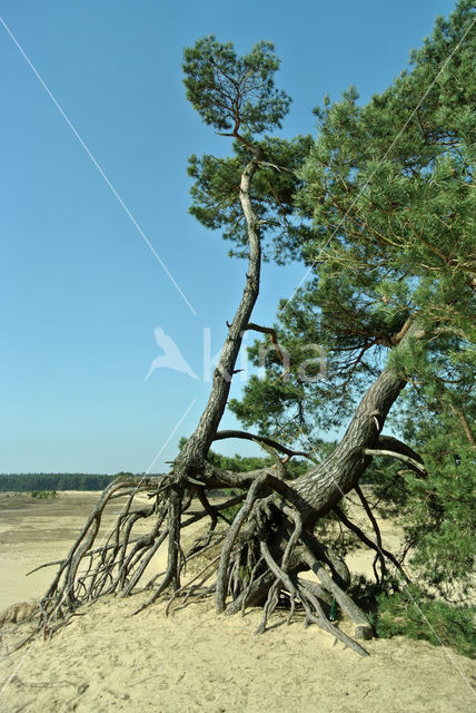 Grove den (Pinus sylvestris)