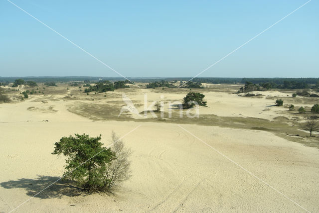 common juniper (Juniperus communis)