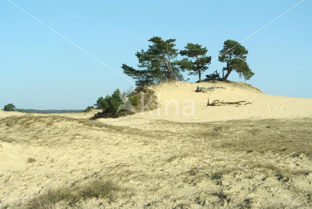 Grove den (Pinus sylvestris)