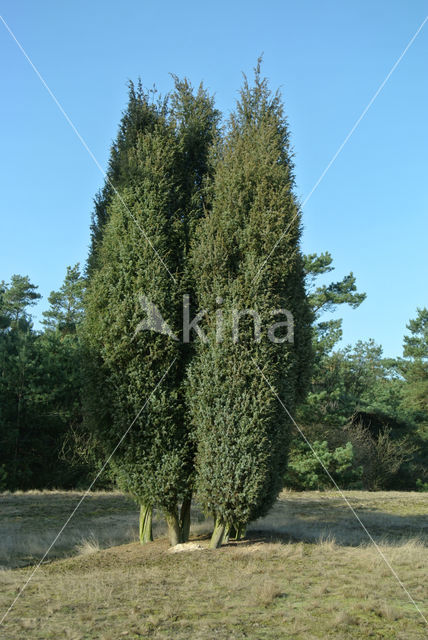 Jeneverbes (Juniperus communis)