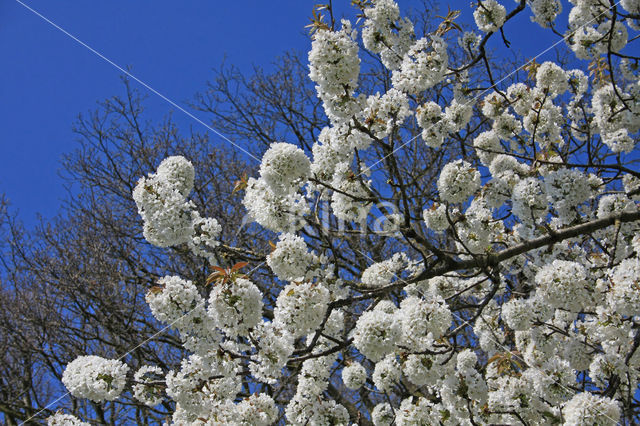 Cherry (Prunus spec)