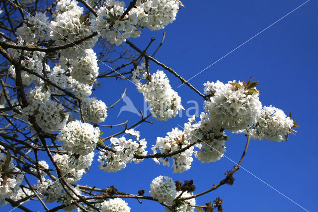 Cherry (Prunus spec)