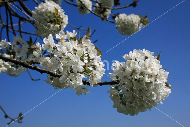 Cherry (Prunus spec)