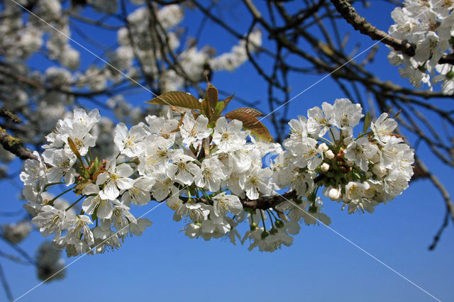 Cherry (Prunus spec)