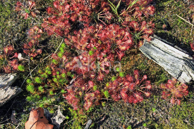 Empese en Tondense Heide