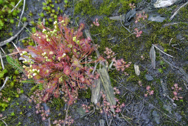 Empese en Tondense Heide