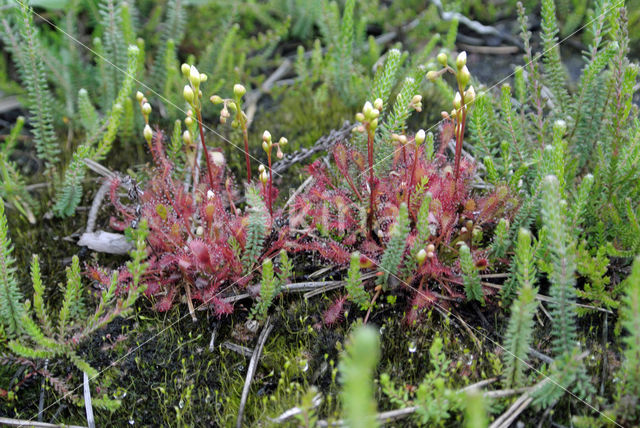 Empese en Tondense Heide