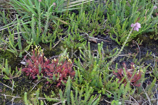 Empese en Tondense Heide