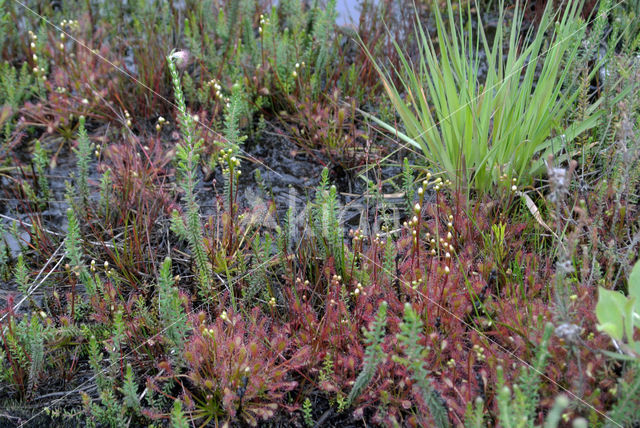 Empese en Tondense Heide