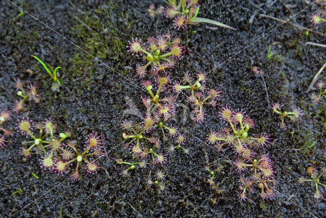 Empese en Tondense Heide