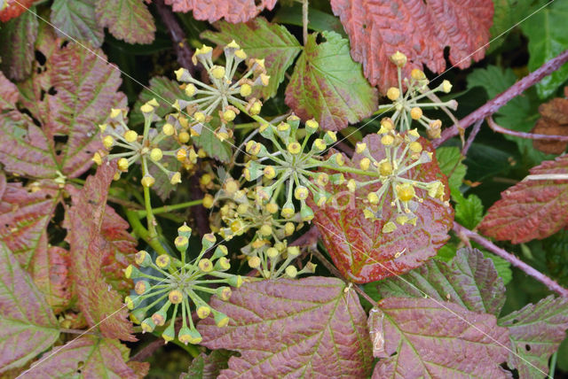 Common ivy (Hedera helix)