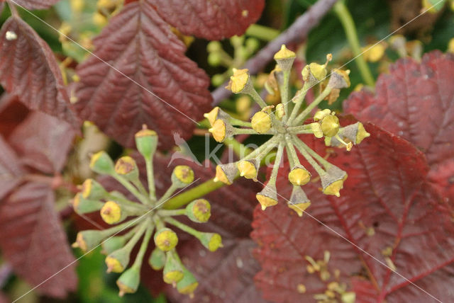 Common ivy (Hedera helix)