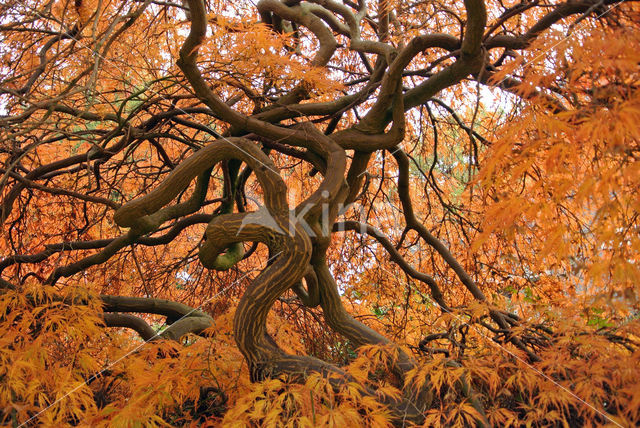 Japanse esdoorn (Acer japonicum)