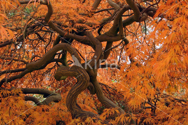 Japanse esdoorn (Acer japonicum)