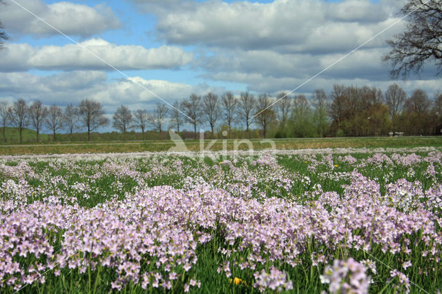 Pinksterbloem (Cardamine pratensis)