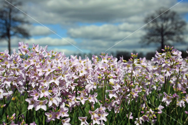 Pinksterbloem (Cardamine pratensis)